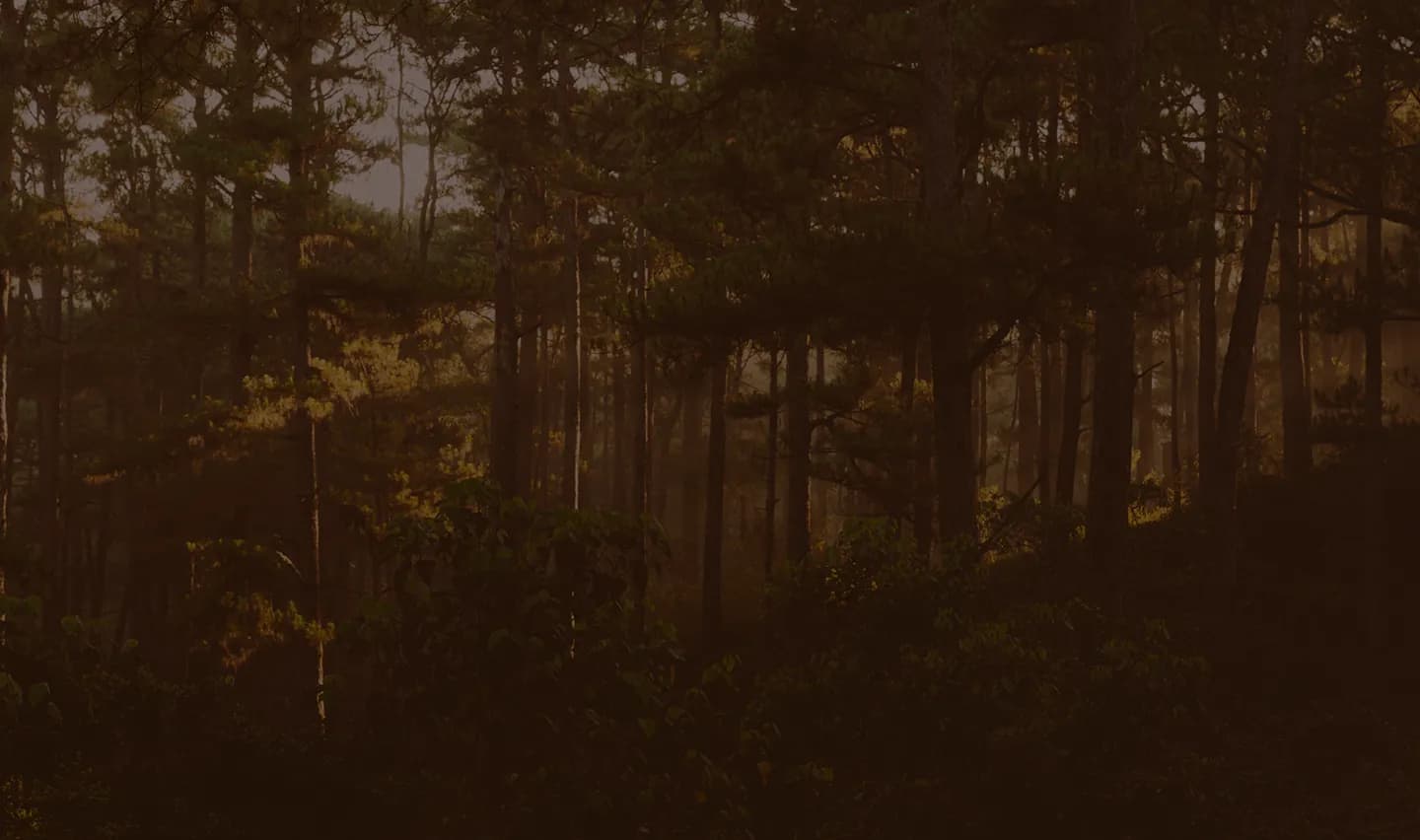 Forest with brown overlay