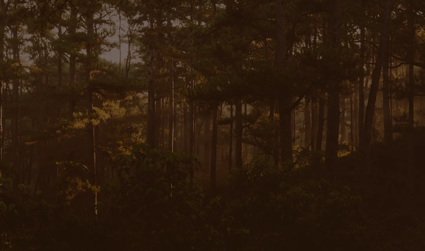 Forest with brown overlay